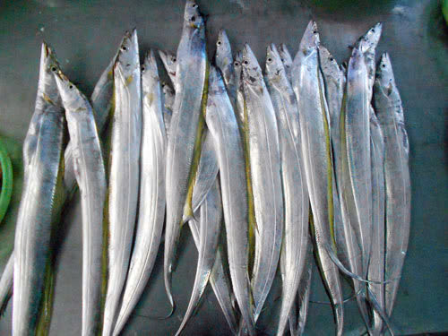 Cá hố có thân dài (trung bình từ 60–90 cm) rất dẹt một bên, dài như dải ống quần, không có vảy, giống như con lươn. Miệng nhọn nhô ra phía trước, mắt to, miệng rộng với nhiều răng tách thành các răng lớn và răng nhỏ ở cả hai hàm.