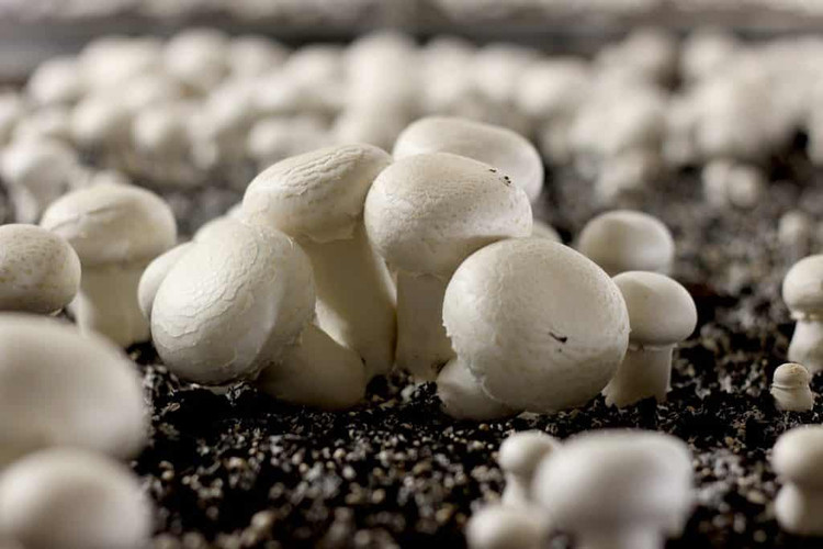 Nấm mỡ hay còn được biết đến với tên gọi nấm trắng hay nấm ma cô. Ngoài ra còn có tên gọi khác độc đáo hơn là nấm Paris Agaricus bisporus. Nấm mỡ bắt nguồn từ những nước có khí hậu ôn đới. Ảnh Internet