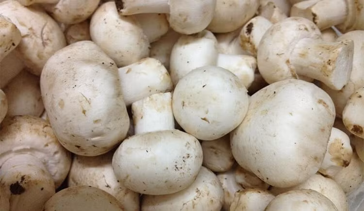 Trong nấm còn có một lượng chất xơ, Ca, P, Fe, vitamin B1, B2, C cần thiết. Ngoài ra, nấm còn chứa nhiều loại axit amin quý như: threonine, alanine, aspartic acid, leucine, citrulline, glycine, glutamic acid, sarcosine, proline…, cùng nhiều nguyên tố vi lượng khác như: Na, K, Mn, Zn, Cu,.. Ảnh Internet