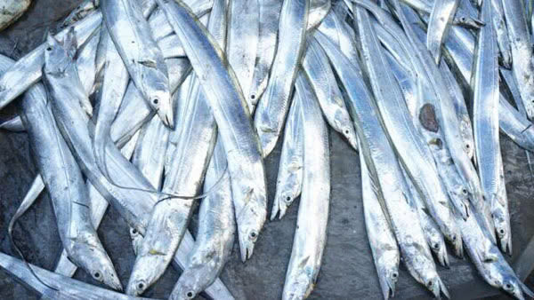 Cá hố tuy ít thịt như những loại cá khác thế nhưng thịt lại rất tươi và ngon ngọt và vô cùng săn chắc. Trong cá hố có lượng dưỡng chất vô cùng dồi dào như protein, DHA,… cho nên những món ăn được chế biến từ cá hố luôn khiến người thưởng thức phải vô cùng si mê và hài lòng về độ thơm ngon, độ ngọt tự nhiên của cá hố.