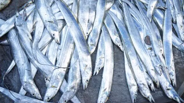 Cá hố tuy ít thịt như những loại cá khác thế nhưng thịt lại rất tươi và ngon ngọt và vô cùng săn chắc. Trong cá hố có lượng dưỡng chất vô cùng dồi dào như protein, DHA,… cho nên những món ăn được chế biến từ cá hố luôn khiến người thưởng thức phải vô cùng si mê và hài lòng về độ thơm ngon, độ ngọt tự nhiên của cá hố.