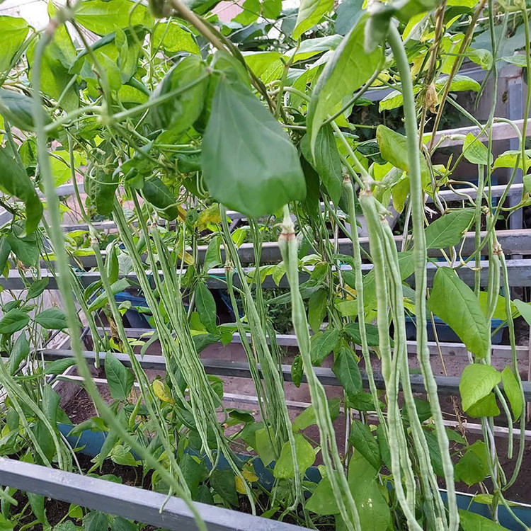 Quả đậu đũa có kích thước khá dài, chiều dài của quả có thể dao động từ 35 – 75 cm. Vỏ ngoài biến đổi từ xanh nhạt khi còn non và theo thời gian sẽ chuyển sang màu xanh đậm. Trong quả có nhiều hạt, màu trắng, đỏ, trắng đỏ hoặc màu đen tùy theo giống đậu đũa được trồng. Ảnh Internet