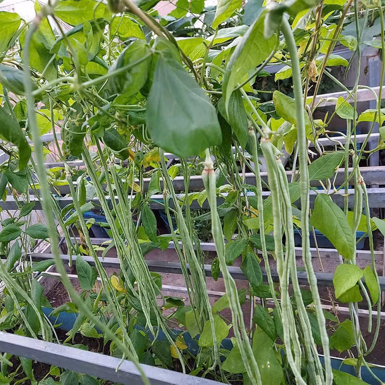 Quả đậu đũa có kích thước khá dài, chiều dài của quả có thể dao động từ 35 – 75 cm. Vỏ ngoài biến đổi từ xanh nhạt khi còn non và theo thời gian sẽ chuyển sang màu xanh đậm. Trong quả có nhiều hạt, màu trắng, đỏ, trắng đỏ hoặc màu đen tùy theo giống đậu đũa được trồng. Ảnh Internet