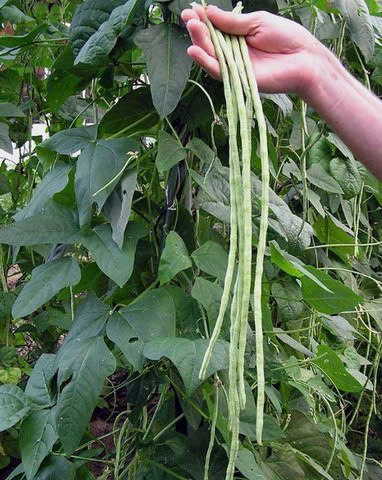 Bảo vệ thai nhi: Phụ nữ mang thai nếu thường xuyên ăn những loại thực phẩm giàu folic acid sẽ giúp thai nhi giảm nguy cơ bị khuyết tật ống thần kinh cũng như hội chứng não phẳng Anencephaly hay tật nứt đốt sống. Folic acid cũng đóng vai trò quan trọng trong việc sao chép DNA và RNA, cùng với sự phân chia tế bào của thai nhi. Ngoài đậu đũa là thực phẩm có chứa folic acid, thì các loài thực vật họ đậu khác như đậu cô ve và đậu lăng cũng có chứa hàm lượng folic acid cần thiết cho sự phát triển khỏe mạnh của thai nhi. Ảnh Internet