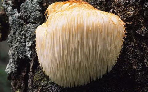 Ảnh minh họa Ảnh minh họa