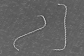 Thủ phạm trực tiếp gây bệnh – xoắn khuẩn leptospira. Ảnh BVCC