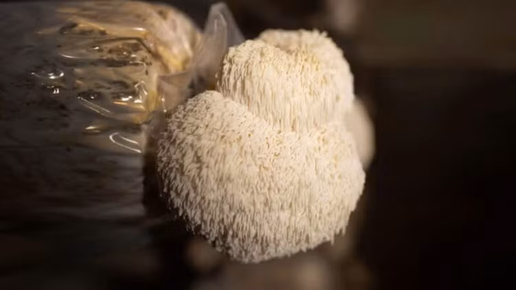 Ảnh minh họa Ảnh minh họa