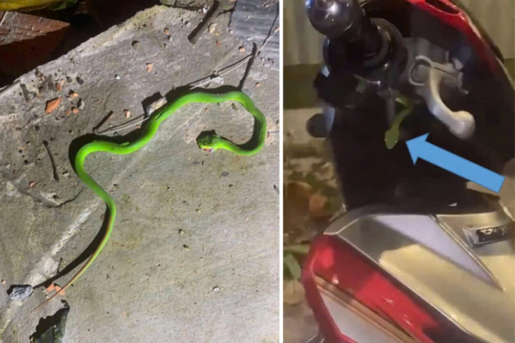 Rắn lục đuôi đỏ núp dưới hốc cổ xe, trẻ tưởng lá cây bóc vào bị rắn cắn. Ảnh BVCC