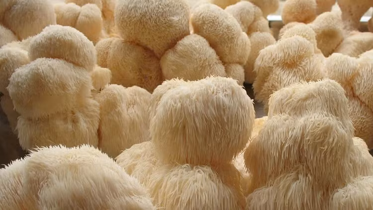 Ảnh minh họa Ảnh minh họa