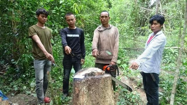 Một trong 3 cây gỗ giáng hương bị nhóm đối tượng đốn hạ.