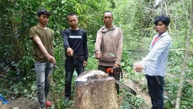 Một trong 3 cây gỗ giáng hương bị nhóm đối tượng đốn hạ.