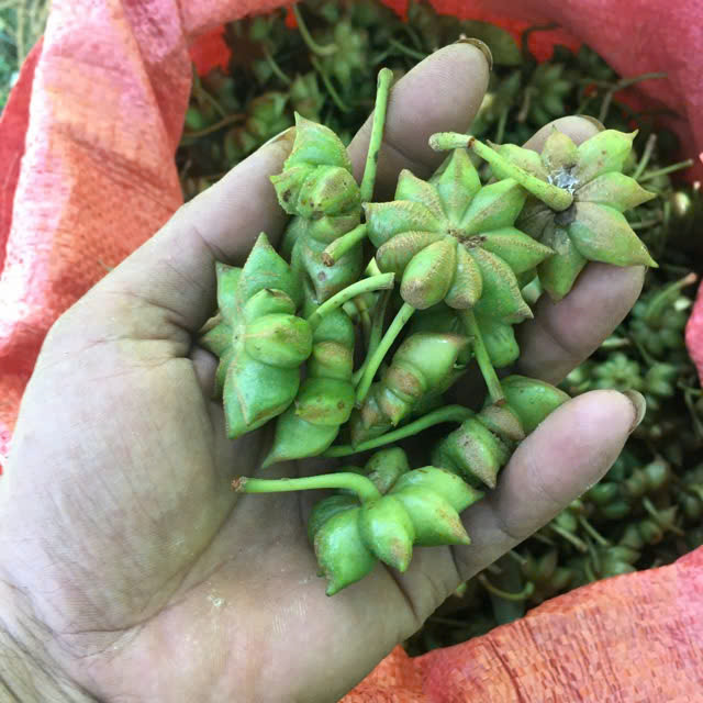 Hoa hồi là một loại gia vị nổi tiếng với hình dáng độc đáo và hương vị thơm ngon. Ảnh minh họa