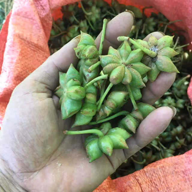 Hoa hồi là một loại gia vị nổi tiếng với hình dáng độc đáo và hương vị thơm ngon. Ảnh minh họa