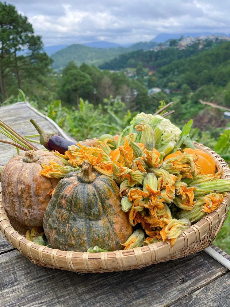 Không chỉ là một loại rau, ăn hoa bí còn mang lại nhiều lợi ích cho sức khỏe. Nó có nhiều dưỡng chất có lợi, giàu khoáng chất, vitamin… Ảnh: Ngọc Nga