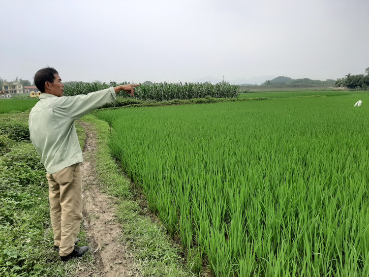 Cánh đồng lúa thôn Đồng Tâm chịu nhiều thiệt hại do mưa lũ.