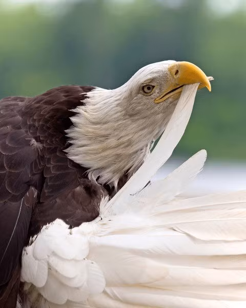 Năm 40 tuổi, mỏ đại bàng bắt đầu yếu đi, lông dày và nặng, rất khó để có thể bay nhanh và bay cao nên chúng phải trải qua một cuộc lột xác đau đớn kéo dài 150 ngày. Chúng sẽ đập mỏ vào mỏm đá cho đến khi gãy rời ra, khi mỏ mới hình thành, chúng tiếp tục bẻ gãy hết toàn bộ móng vuốt. Khi móng vuốt mới đủ chắc khỏe, đại bàng lại tự nhổ đi từng sợi lông cho đến khi nhẵn nhụi và chờ lông mới hình thành. Ảnh Wiki