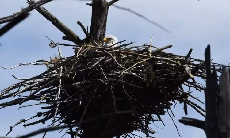 Đại bàng thường làm tổ trên núi hoặc cây cao. Tổ của chúng rất lớn và mỗi năm chúng lại tha về tổ nhiều cành cây mới để làm cho tổ kiên cố hơn trước.