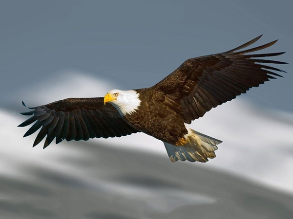 Thức ăn chủ yếu của chúng là các loài động vật có kích thước nhỏ từ dơi đến kích thước to bằng một con nai Philippine tùy theo địa điểm sinh sống. Ảnh Interlink