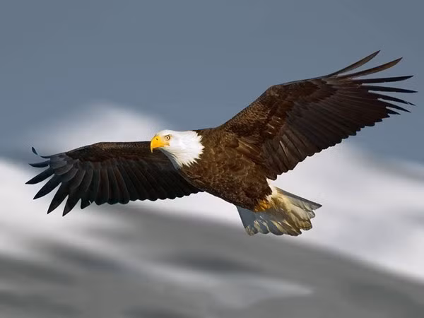 Thức ăn chủ yếu của chúng là các loài động vật có kích thước nhỏ từ dơi đến kích thước to bằng một con nai Philippine tùy theo địa điểm sinh sống. Ảnh Interlink