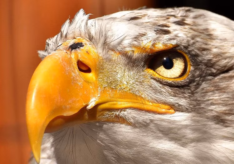 Mắt của con đại bàng có một triệu tế bào nhạy sáng trên mỗi milimet võng mạc, nhiều hơn gấp 5 lần con người. Trong khi con người chỉ nhìn thấy ba màu cơ bản thì đại bàng có thể nhìn thấy năm màu. Sự thích nghi này cho phép đại bàng có tầm nhìn cực kì sắc nét và giúp chúng có thể phát hiện ra những con mồi tiềm năng từ một khoảng cách rất xa.