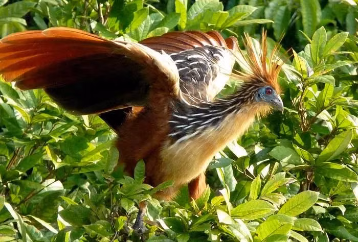 Bầu diều ở Hoatzin được tiến hóa với những chức năng như dạ cỏ ở bò. Ảnh ybox