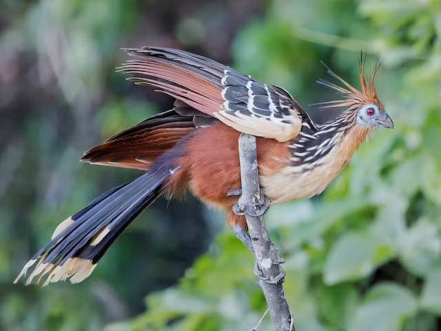 Đặc biệt, đây loài chim duy nhất có móng vuốt mọc ra ở mỗi bên cánh. Móng vuốt trên cánh giúp chúng tránh xa những con chim ưng đen to lớn. Ảnh istock