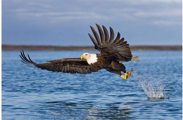 Với tốc độ tối đa 320 km/h đại bàng vàng là loài đại bàng nhanh nhất và là con chim nhanh thứ hai trên thế giới (sau chim ưng, kẻ có thể bay nhanh đến 389 km/h). Ảnh Human