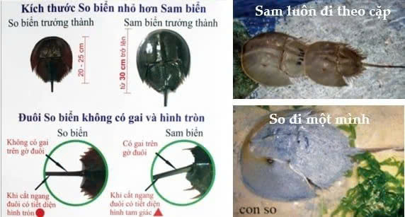 Cách phân biệt giữa con sam và con so. Ảnh minh họa