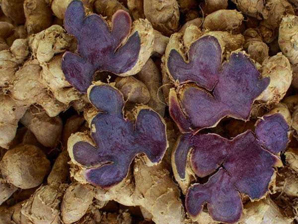 Gừng đen có tác dụng gì mà được săn lùng? Ảnh minh họa