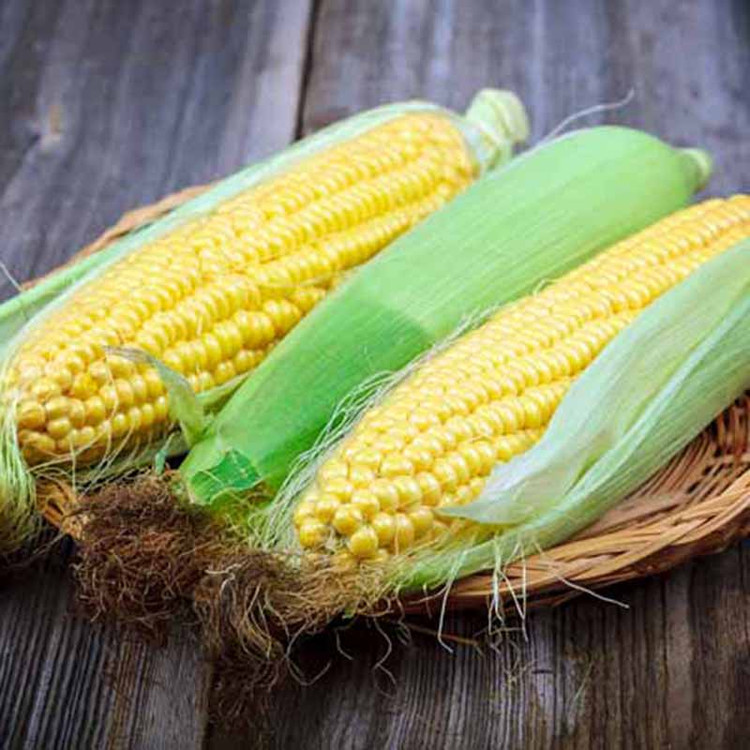 Ngô ngọt chứa nhiều tinh bột. Ảnh minh họa