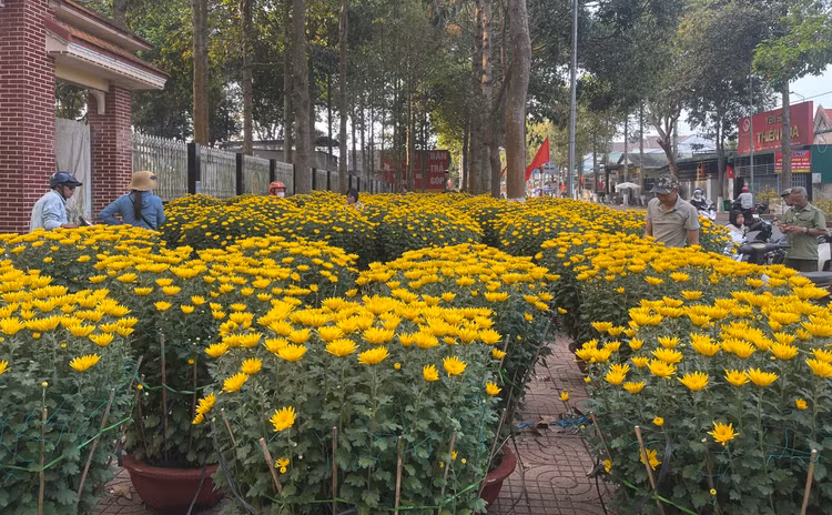 Trao đổi với phóng viên, anh Thảo chủ vườn hoa cúc tại huyện Krông Pắk cho biết, anh nhập 160 chậu cúc về bán từ ngày 21(al) đến hôm nay chiều 28 tết rồi mới chỉ bán được 60 chậu thôi.