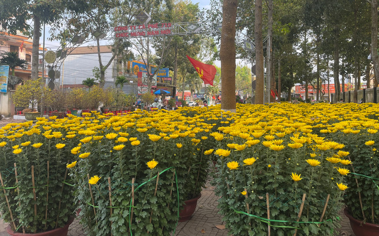 Chiều 28 Tết nhưng chợ hoa vẫn còn ngập tràn hàng, vắng khách, tiểu thương lo lắng thua lỗ.