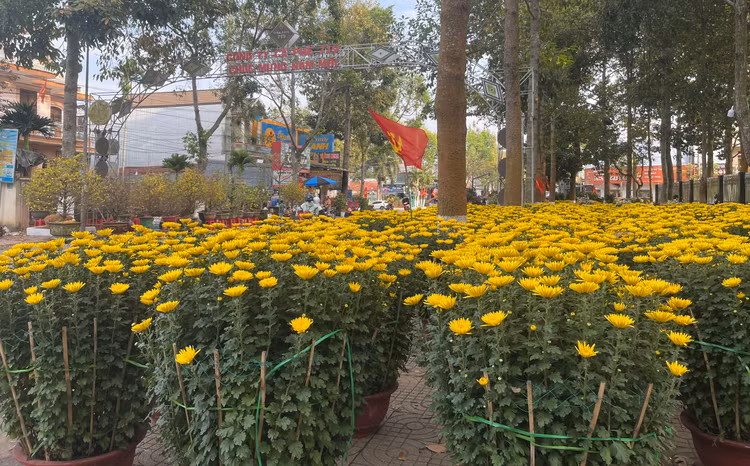 Chiều 28 Tết nhưng chợ hoa vẫn còn ngập tràn hàng, vắng khách, tiểu thương lo lắng thua lỗ.