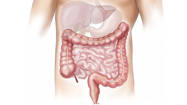 Điều hòa chức năng chuyển hóa trong đường tiêu hóa. Ảnh minh hoạ