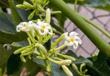 Hoa đu đủ đực chứa nhiều dinh dưỡng quý giá như protein, axit amin và khoáng chất. Ảnh: Internet