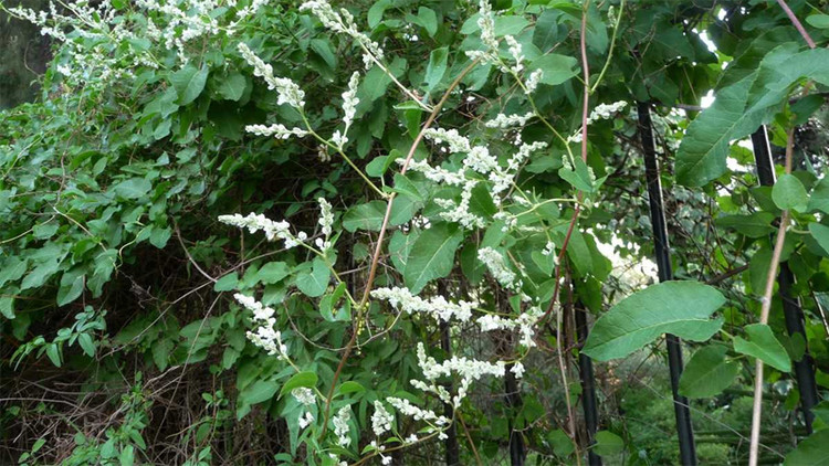 Loại cây quý có vị đắng ngọt được ví như &quot;thuốc&quot; dưỡng gan, bổ thận - Ảnh minh hoạ