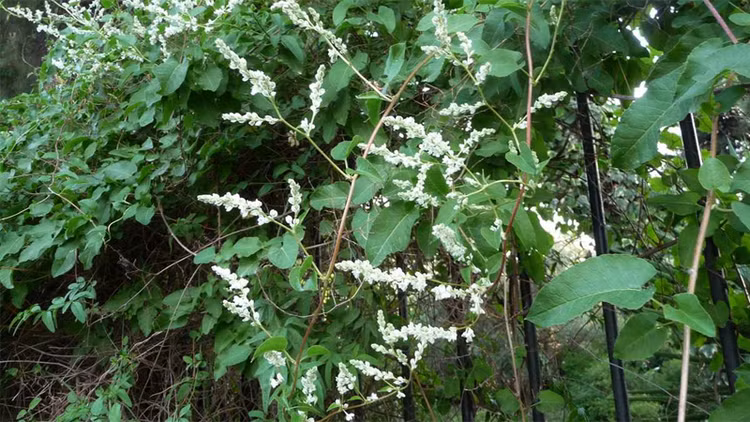 Loại cây quý có vị đắng ngọt được ví như "thuốc" dưỡng gan, bổ thận - Ảnh minh hoạ