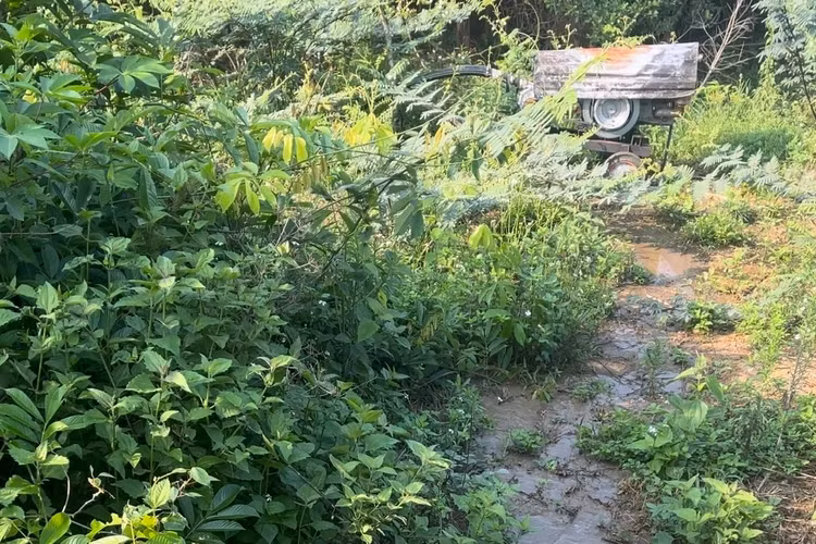 Nước thải từ trang trại heo xả ra khu vực tiếp giáp suối Ma Nham.