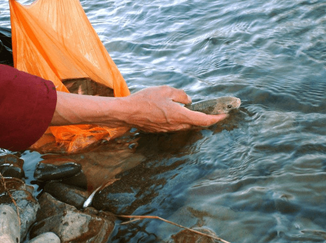 Lượng cá nhiều thậm chí có thể vợt bằng tay, nhưng không ai dám đánh bắt. Điều này liên quan tới yếu tố tôn giáo và nguồn nước tại đây. Ảnh Internet