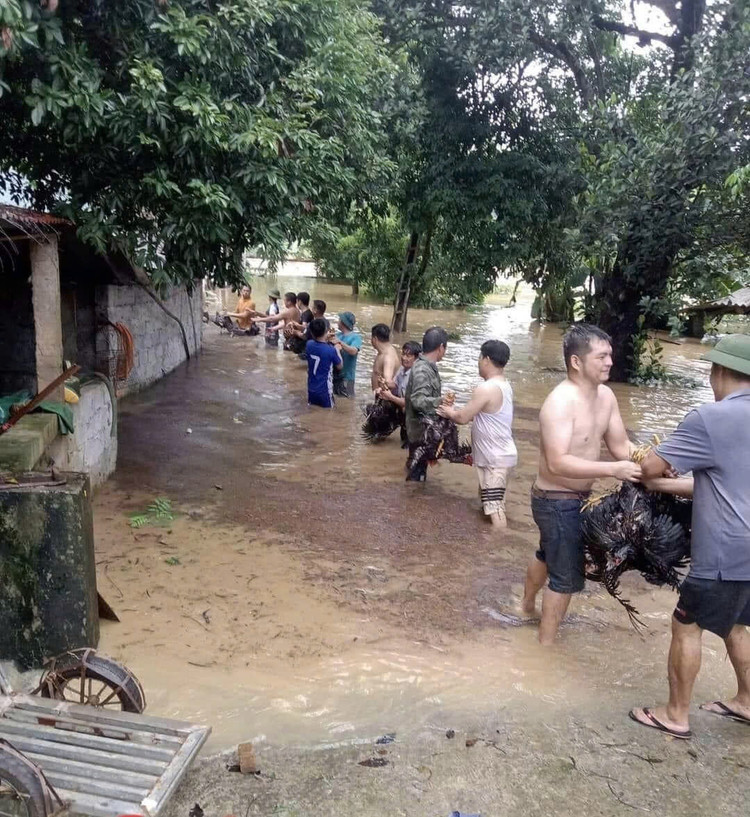 Tuyệt đối không sử dụng gia súc, gia cầm chết chế biến thực phẩm. Ảnh minh họa