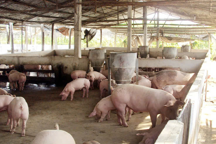 Vi phạm về môi trường, ba trang trại heo ở Quảng Bình bị xử phạt. Ảnh Công an nhân dân