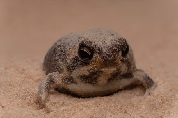 Kẻ thù của chúng là rắn và bọ cạp. Ếch mưa sa mạc có cách phòng vệ đặc biệt. Khi gặp nguy hiểm, chúng phát ra những âm thanh gào thét vô cùng "ghê rợn" để đe dọa kẻ thù. Ảnh quantrimang