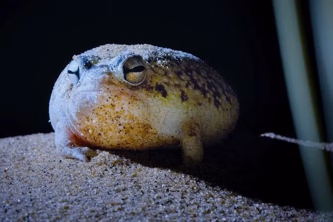 Thức ăn yêu thích của chúng là côn trùng, bọ và bướm đêm. Mỗi lần đi săn, ếch mưa sa mạc có thể bắt hơn 100 con côn trùng. Ảnh Internet