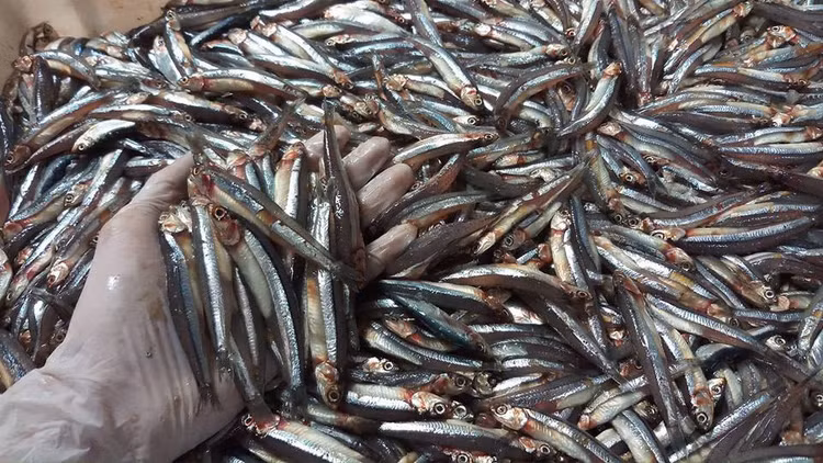 Cá cơm thường có chiều dài khoảng 3-7 cm, có thể đạt đến 10 cm. Chúng có thân dài, mảnh mai và hình dạng bầu dục, có màu xanh dương hoặc xám nhạt pha trộn với sắc tím trên lưng và màu trắng bạc ở phần bụng. Ảnh Internet