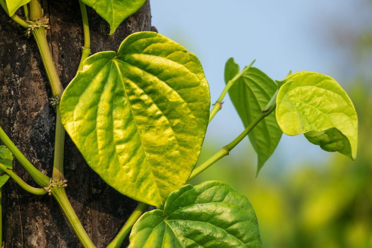 Loại lá dân dã được ví như "thuốc giảm đau" giúp lưu thông khí huyết Loại lá dân dã được ví như "thuốc giảm đau" giúp lưu thông khí huyết