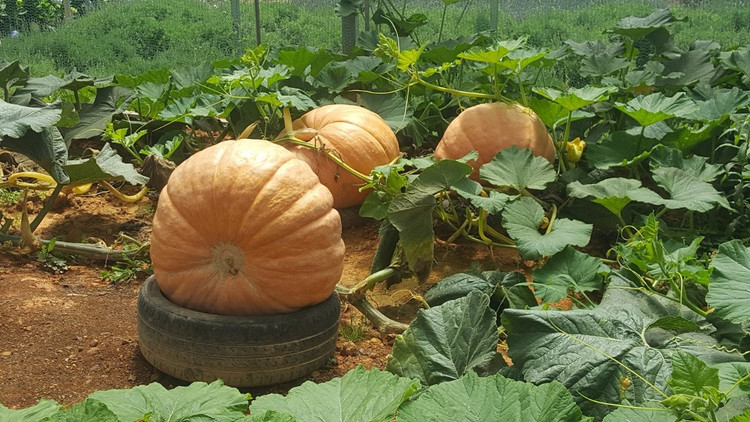 Bí ngô là loại thực phẩm rất bổ dưỡng và đặc biệt giàu vitamin A. Khoảng 245 gam bí ngô nấu chín chứa chất xơ, vitamin C, vitamin A, kali, sắt… và một lượng nhỏ magie, kẽm, vitamin B. Nó cũng chứa rất nhiều beta-carotene- một loại caroten mà cơ thể chuyển hóa thành vitamin A. Ảnh minh họa