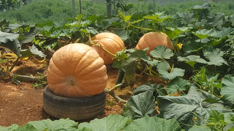 Bí ngô là loại thực phẩm rất bổ dưỡng và đặc biệt giàu vitamin A. Khoảng 245 gam bí ngô nấu chín chứa chất xơ, vitamin C, vitamin A, kali, sắt… và một lượng nhỏ magie, kẽm, vitamin B. Nó cũng chứa rất nhiều beta-carotene- một loại caroten mà cơ thể chuyển hóa thành vitamin A. Ảnh minh họa