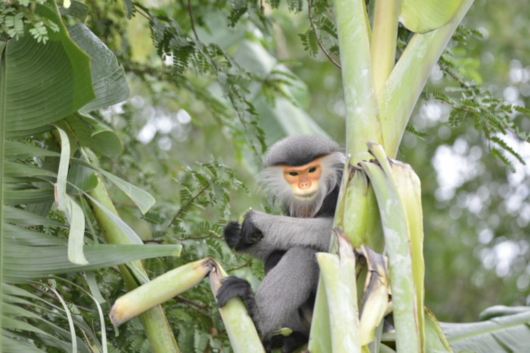 Vooc cha va xuat hien vuon nha dan Phu Yen, loai “quy nhu vang”