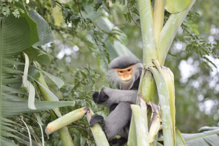 Vooc cha va xuat hien vuon nha dan Phu Yen, loai “quy nhu vang”