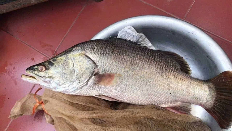 Mặc dù cá hồi vẫn được xem là &quot;vua&quot; của omega-3, nhưng cá vược cũng không hề kém cạnh. Một số chuyên gia thậm chí còn cho rằng cá vược là lựa chọn tốt hơn cá hồi vì nó chứa lượng chất béo vừa phải và không gây cảm giác ngấy. Ảnh minh họa